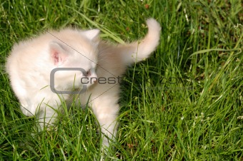cute kitten outdoor
