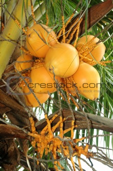 Ripe Coconut Palm