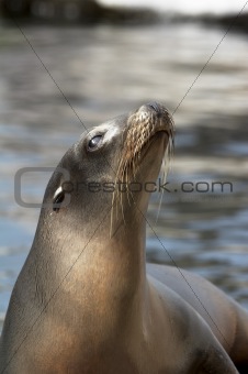 Harbor seal (HU)