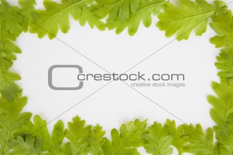 background made of oak leaves