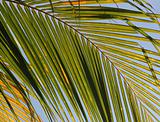 Golden Palm Leaf
