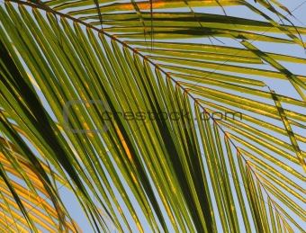 Golden Palm Leaf
