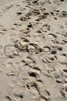 Footprints in the Sand
