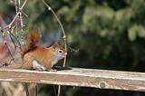 Sitting Red Squirrel
