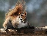 Red Squirrel
