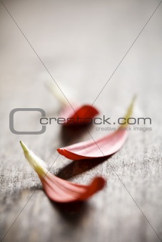 petals on wood