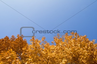 Autumn border
