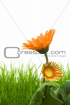 grass isolated on a white 