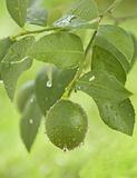 green lemon hanging on a branch