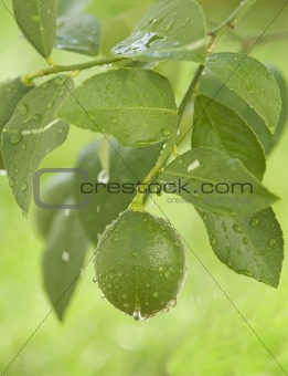 green lemon hanging on a branch