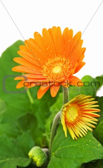 orange gerber daisy in bloom