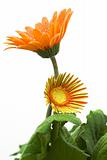 orange gerber daisy 