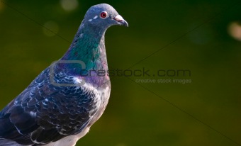 Pigeon's look