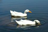 White domestic ducks in a pond