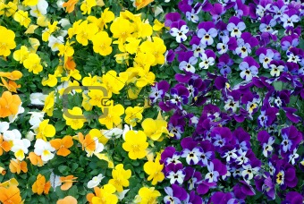 Pansy color change