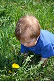 Child with the dandelion