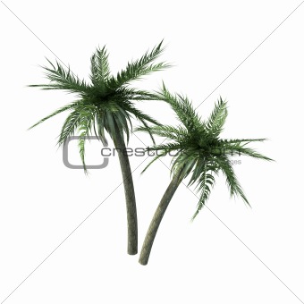 two palms