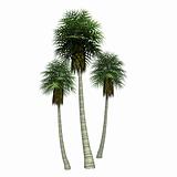 three tropical palms