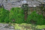 Wall with green plants