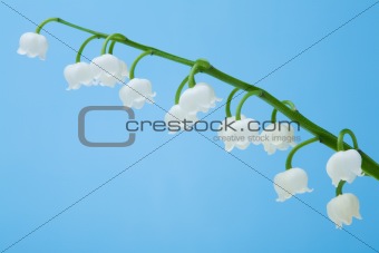 Lily of the Valley flower