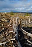 The Dry stump on declivity