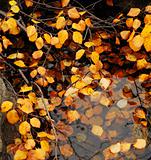 Foliage in water