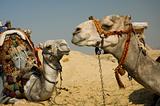 two camel