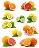 Citrus collection