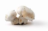 twin mushroom