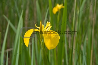 Iris pseudacorus (yellow flag iris)