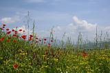 idyllic rural scene with bright meadow