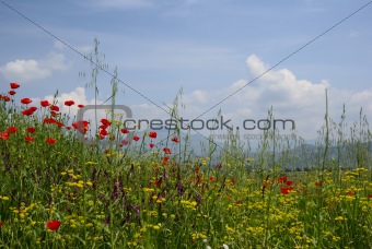 idyllic rural scene with bright meadow