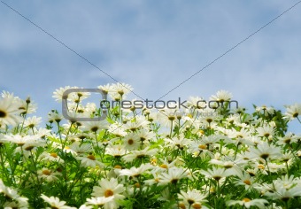meadow with comomiles over blue sky