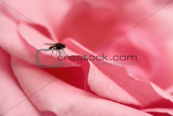 Bug on pink rose