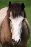headshot of a horse