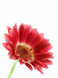 bright pink gerber daisy isolated