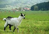little goat in the meadow