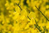 common broom