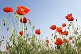 red poppies on blue sky background