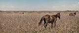 Wild horses panorama