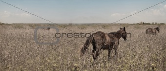 Wild horses panorama