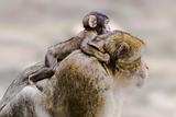 Barbary ape with baby