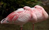 lesser flamingo 005
