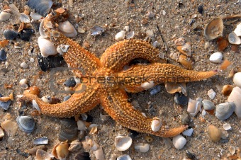 Star fish & shells02
