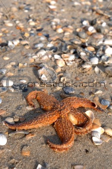 Star fish & shells04