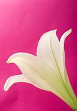 White lily on pink background