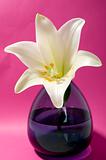 White lily on pink background