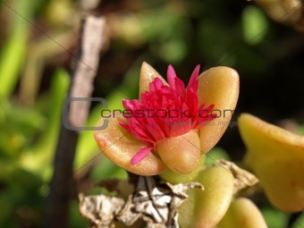 Sedum nussbaumerianum flower
