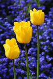 Colorful beautiful nature tulips 