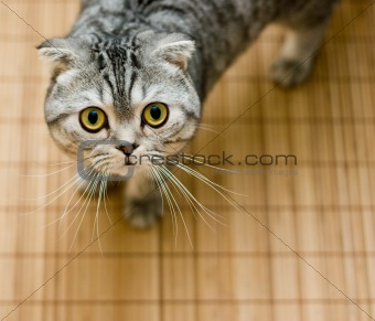 Scottish Fold cat looking up pleasing for food